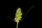 Heavy sedge